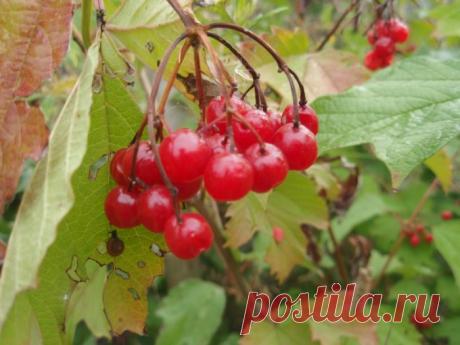 Когда собирать калину? В каком месяце?