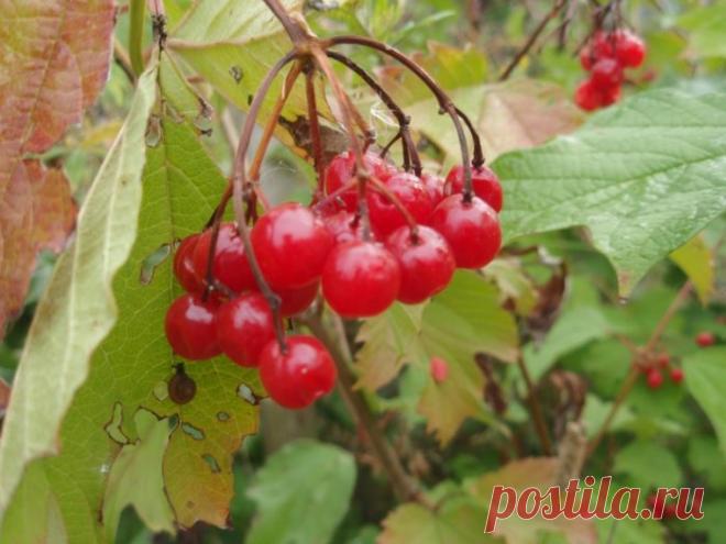 Когда собирать калину? В каком месяце?