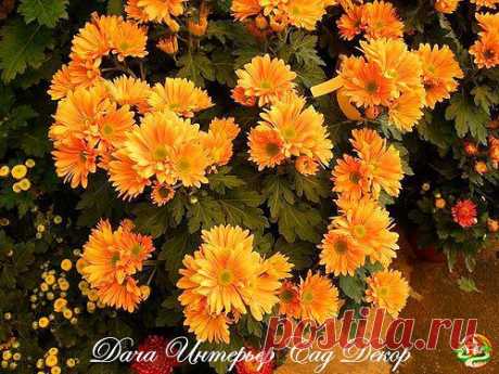 (48) Одноклассники