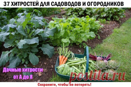 (12) Одноклассники     37 ХИТРОСТЕЙ ДЛЯ САДОВОДОВ И ОГОРОДНИКОВ
Сохраните, чтобы не потерять!