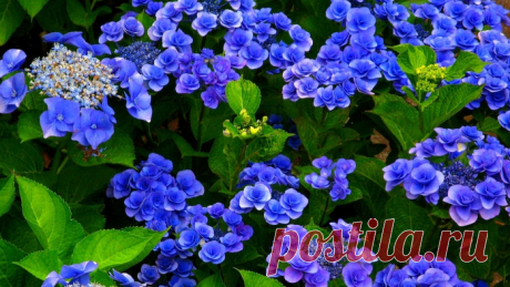 Гортензии в саду цветут...