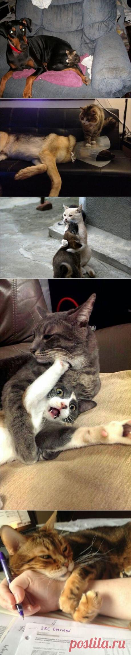 Милые котики и собачки / Питомцы