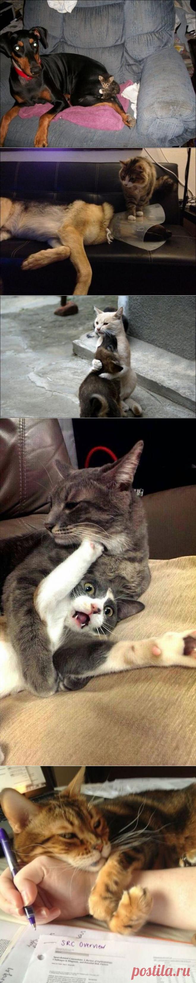 Милые котики и собачки / Питомцы