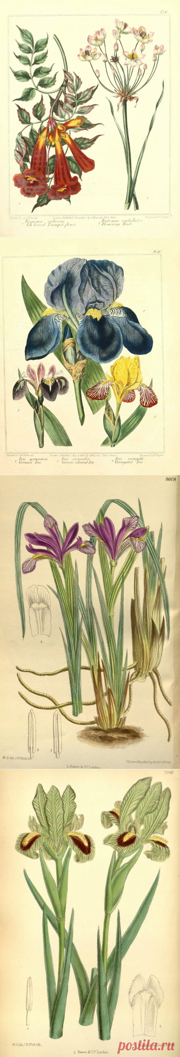 Vintage drawing of columbine - для декупажа и творчества (39шт)