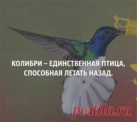 Факты о нашем мире в картинках