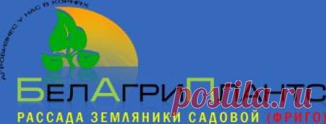 БелАгриПлантс / рассада земляники садовой фриго / О нас