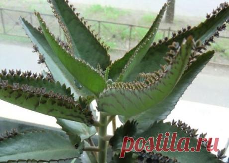 Каланхоэ перистое — хирург без скальпеля.
Домашний доктор!
Препараты растения способствуют: 
заживлению ран;
укреплению иммунной системы;
устранению воспалительных процессов;
остановке кровотечений;
лечению ожогов, обморожений, нарывов, пролежней, энтероколита, язвенной болезни, туберкуле