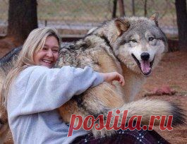 Волкособы – это уникальный вид волко-собачьих гибридов
Этот вид был получен в результате скрещивания немецкой овчарки и волка!