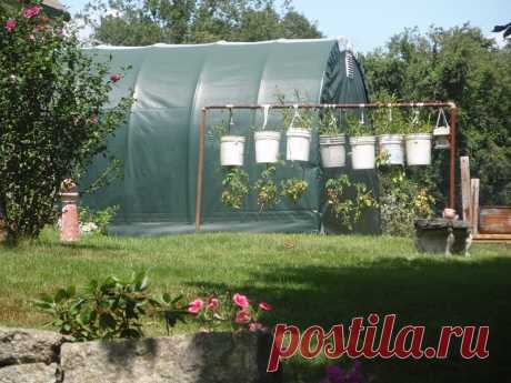 Выращивание томатов в ведрах и мешках