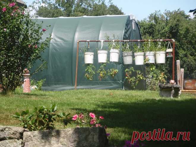 Выращивание томатов в ведрах и мешках