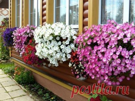 Как вырастить рассаду петуньи из семян — легко и просто!