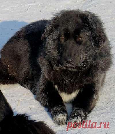 Чарка - монгольская  АПчарка. Зима.