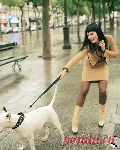 Забежавший, на территорию больницы, бультерьер вылечил троих, страдающих параличом ног, и еще двоих ...