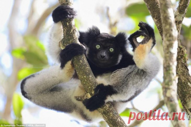 Самые смешные фотографии животных на конкурсе Comedy Wildlife Photography Awards