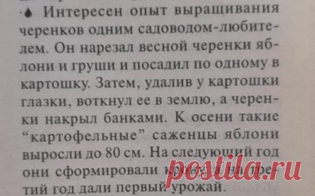 Сад. Выращивание из черенков