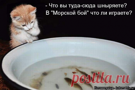 kotomatritsa_6Q.jpg (Изображение JPEG, 700 × 465 пикселов)