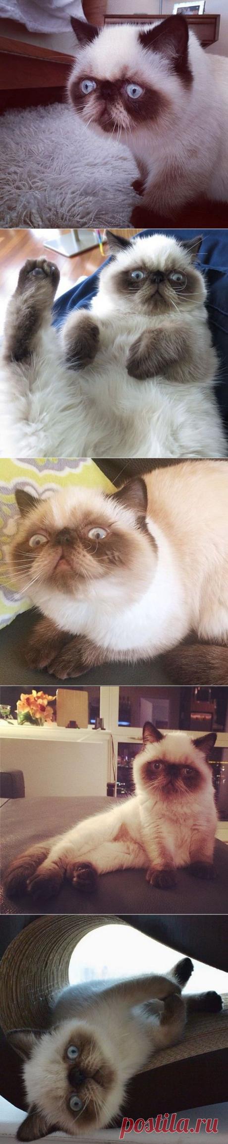 Pugsley kitty - симпатичный котик из Нью-Йорка.