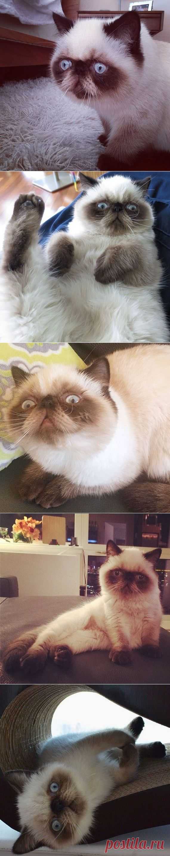 Pugsley kitty - симпатичный котик из Нью-Йорка.