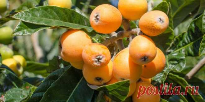 Мушмула из косточки, как вырастить фрукт в домашних условиях
