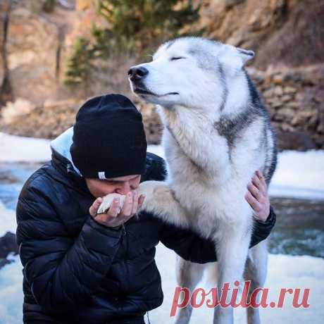 &quot;Величие&quot; Автор: Loki the Wolfdog