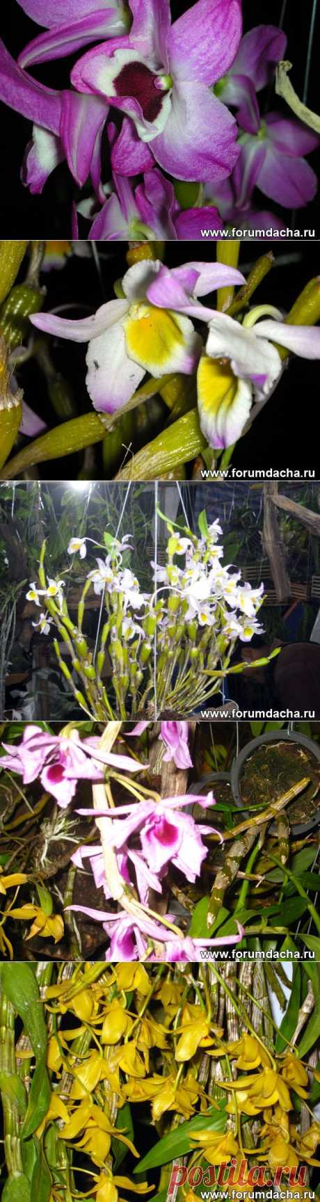 Фото орхидей. Фаленопсис, Ванда, Онцидиум, Дендробиум и ...