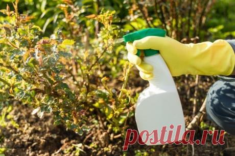 Осенняя обработка роз от болезней и вредителей: сроки и препараты | Секретный огород