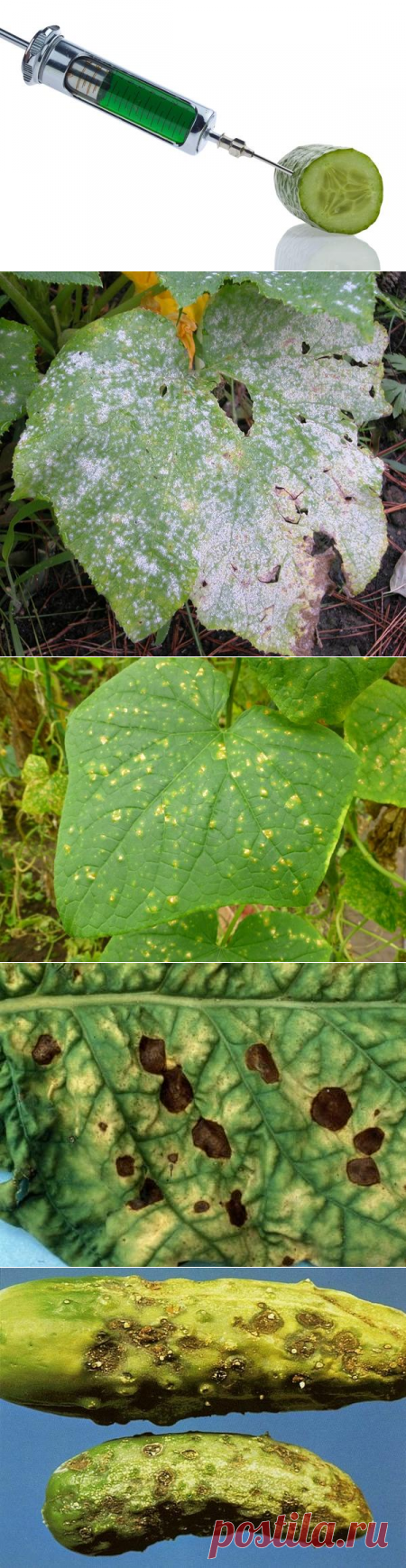 Основные болезни огурцов с фотографиями симптомы и признаки, способы лечения и профилактики