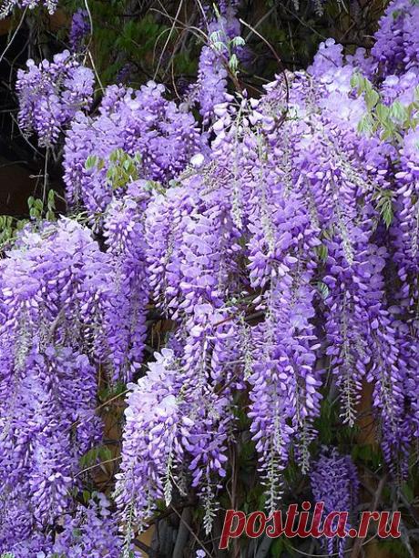 Глициния - Растения для японского сада