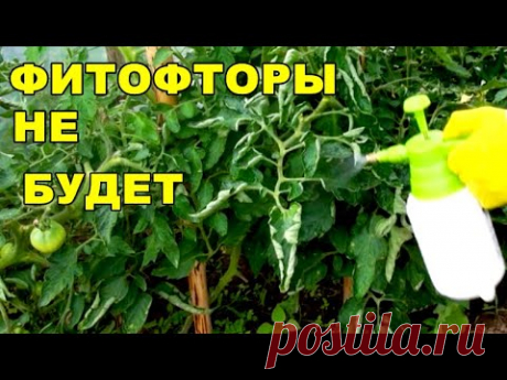 ЛУЧШЕЕ ПРОВЕРЕННОЕ СРЕДСТВО ОТ ФИТОФТОРЫ.СРОЧНО ОБРАБОТАЙ ТОМАТЫ,НЕ ЖДИ ПОКА ПОГИБНЕТ  УРОЖАЙ.
