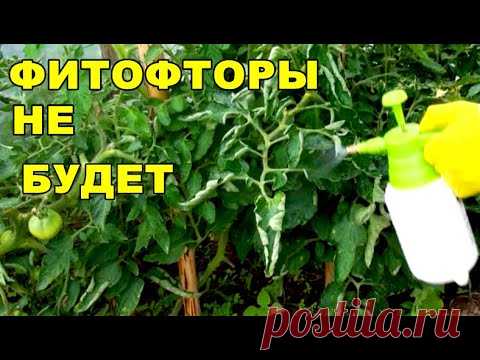 ЛУЧШЕЕ ПРОВЕРЕННОЕ СРЕДСТВО ОТ ФИТОФТОРЫ.СРОЧНО ОБРАБОТАЙ ТОМАТЫ,НЕ ЖДИ ПОКА ПОГИБНЕТ  УРОЖАЙ.