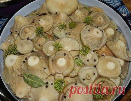 8 ВКУСНЫХ РЕЦЕПТОВ ЗАСОЛКИ ГРУЗДЕЙ! 

1. Грузди, соленые на зиму. простой рецепт без добавления специй. 

Для того чтобы приготовить грузди по этому старому и простому рецепту, нужно взять: 
Показать полностью…