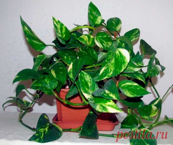 Сциндапсус отличается от многих других комнатных растений тем, что превосходно себя чувствует в самом темном углу, до которого солнечные лучи добираются не очень часто, а также может расти при искусственном освещении.