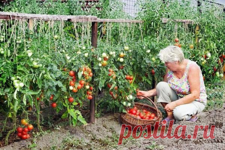ТРИ ВАЖНЫХ РЕКОМЕНДАЦИИ ПО ВЫРАЩИВАНИЮ ТОМАТОВ! • Ошибка №1 - ЗАГУЩЕНИЕ ПОСАДОК, особенно в теплицах. Нормальное расстояние и в ряду, и между рядами - 60-70 см. При этом кусты всегда формируют в один стебель: все пассынки обязательно выщипываются в…