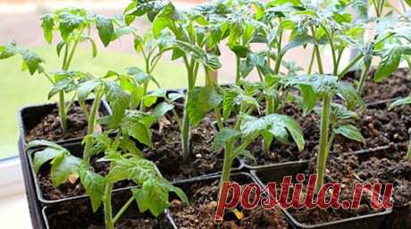 НЕХВАТКА ПИТАТЕЛЬНЫХ ЭЛЕМЕНТОВ В РАССАДЕ ПОМИДОРОВ. УСТРАНЯЕМ ПРИЧИНЫ.
⠀
Если изменился цвет листьев рассады на желтый, белый, бурый, то это говорит о нехватке железа. Необходимо опрыскивание 0,25-процентным раствором сернокислого железа.
Пожелтение листьев, появление красных прожилок - недостаток азота. Опрыскивайте растение раствором коровяка с водой (1:10).
Показать полностью...