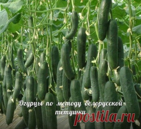 Сажаем огурцы
