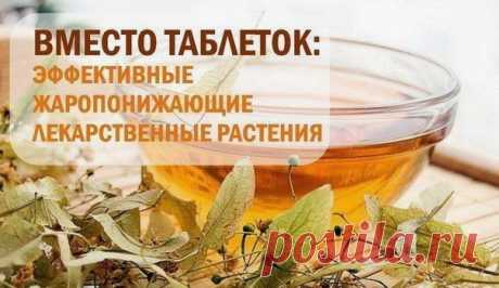 Самые эффективные жаропонижающие лекарственные растения вместо таблеток
