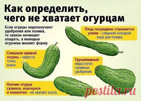 Чего не хватает огурцам: как определить и устранить проблему? - Своими руками на даче - как посеять, сажать, ухаживать за растениями и цветами