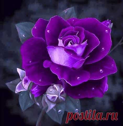 Копилка Впечатлений.
Наталья Ерешкина