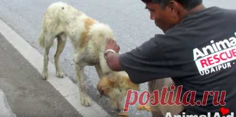 Раненная собака лежала посреди оживленного шоссе и смирно ждала спасения