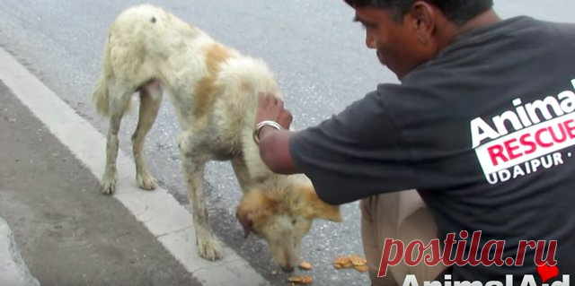 Раненная собака лежала посреди оживленного шоссе и смирно ждала спасения