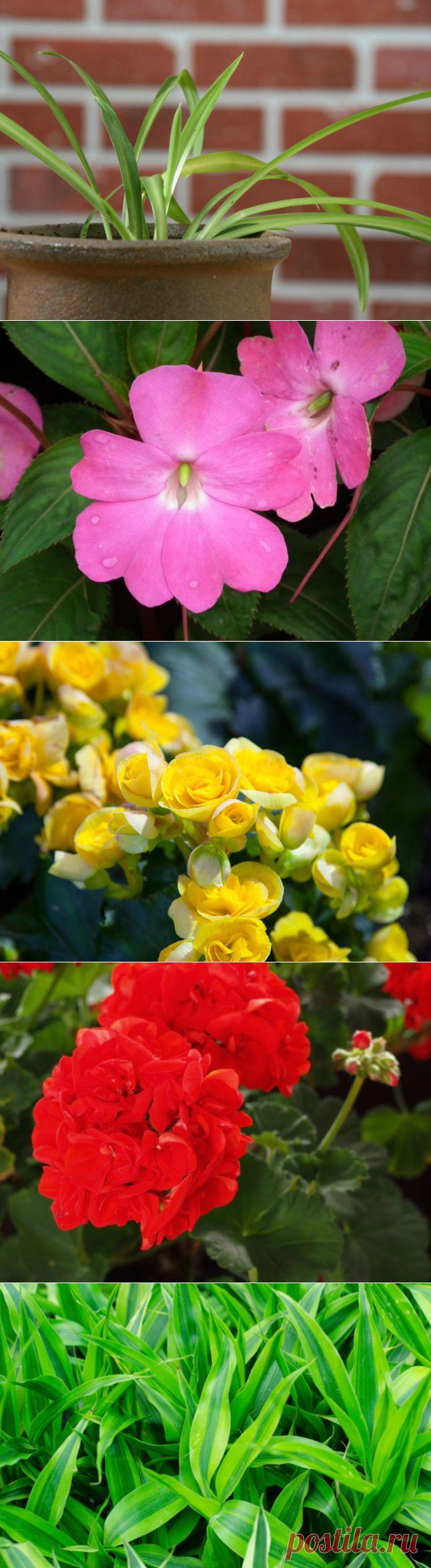 Самые неприхотливые комнатные растения | Наш уютный дом