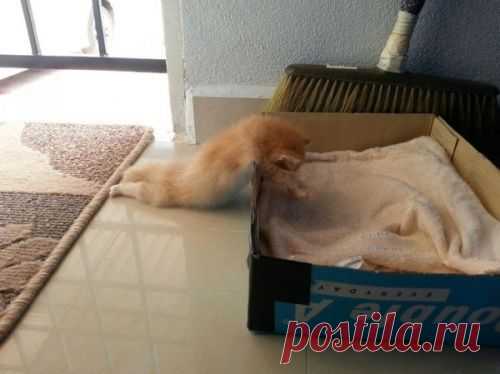 котики Поиск