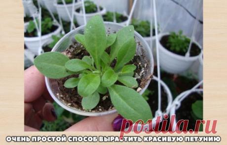 ОЧЕНЬ ПРОСТОЙ СПОСОБ ВЫРАСТИТЬ КРАСИВУЮ ПЕТУНИЮ
У многих садоводов не получается вырастить петунию из семян. Я каждый год рассаду петунии выращиваю сама. И поверьте, её вырастить очень легко. Только есть несколько секретов, которыми я с удовольствием поделюсь. 
Раскладываю торфотаблетки в пластиковый контейнер. И заливаю теплой водой с добавлением «Гумистара» или «Биококтейля». Таблетки вырастают «на глазах». На каждую торфотаблетку положить по 1 грануле петунии. 
Сверху засыпаю снегом. Это п
