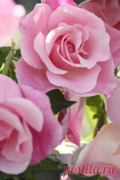 Никогда, никогда, никогда не сдавайтесь,
Как бы не было трудно по жизни идти.
На колени упав, вновь с колен поднимайтесь,
Чтобы стиснувши зубы до цели дойти !

Никогда, никогда никого не судите,
Да не будете сами судимы тогда.
Постарайтесь понять, а понявши, простите...
Бог обидчикам Вашим единый судья!

Никогда, никогда ни о чем не жалейте,
Пусть не всё, что хотели Вы сделать смогли.
Всё зависит от Вас: захотите, сумейте...
И преграды останутся все позади !

Никогда не жа...