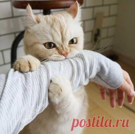 20 бесконечно забавных котиков, которые сделают лучше даже самый тяжёлый день Кто лучше всего может поднять настроение? Конечно же, братья наши меньшие, ведь они такие забавные ребята, чьи выходки и смешные мордашки могут сделать даже самый пасмурный день лучше. Даже если вы не...