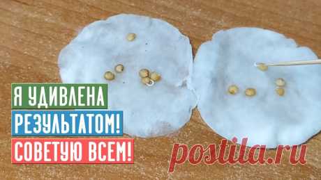 Если вы опаздываете с посевом, то, пожалуй, это самый скоростной метод проращивания семян!
Горячая-холодная вода - это один из способов скарификации туговсхожих или старых семян, а вот носик отрезать я не пробовала.
Попробовала, извернулась это сделать на семенах баклажанов вечером, а утром была изумлена......