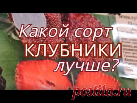 Сорта клубники. Ответ специалиста.