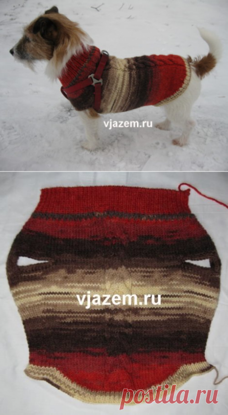 Онлайн: вяжем собакам спицами теплый свитер | vjazem.ru