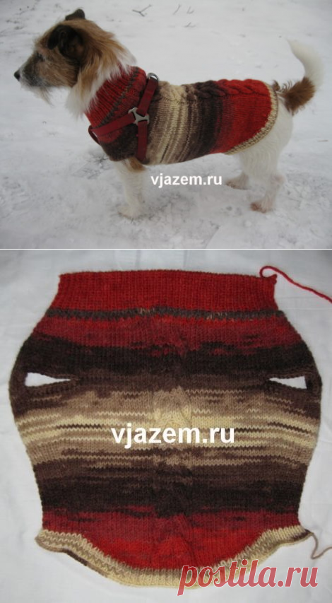 Онлайн: вяжем собакам спицами теплый свитер | vjazem.ru