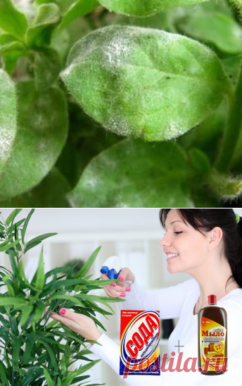 Борьба с мучнистой росой на растениях |